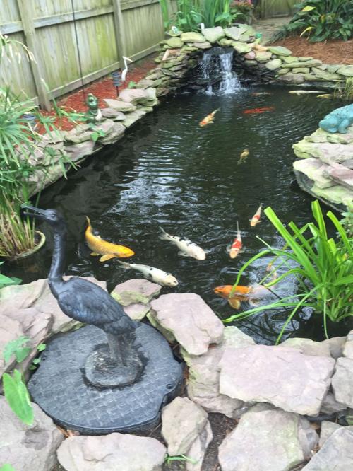 A Primer On Koi Ponds Location Size Equipment Fish Are