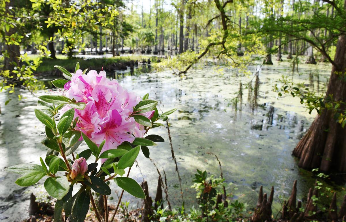Cypress Gardens Media Gets First Look At Restored Park Two Days