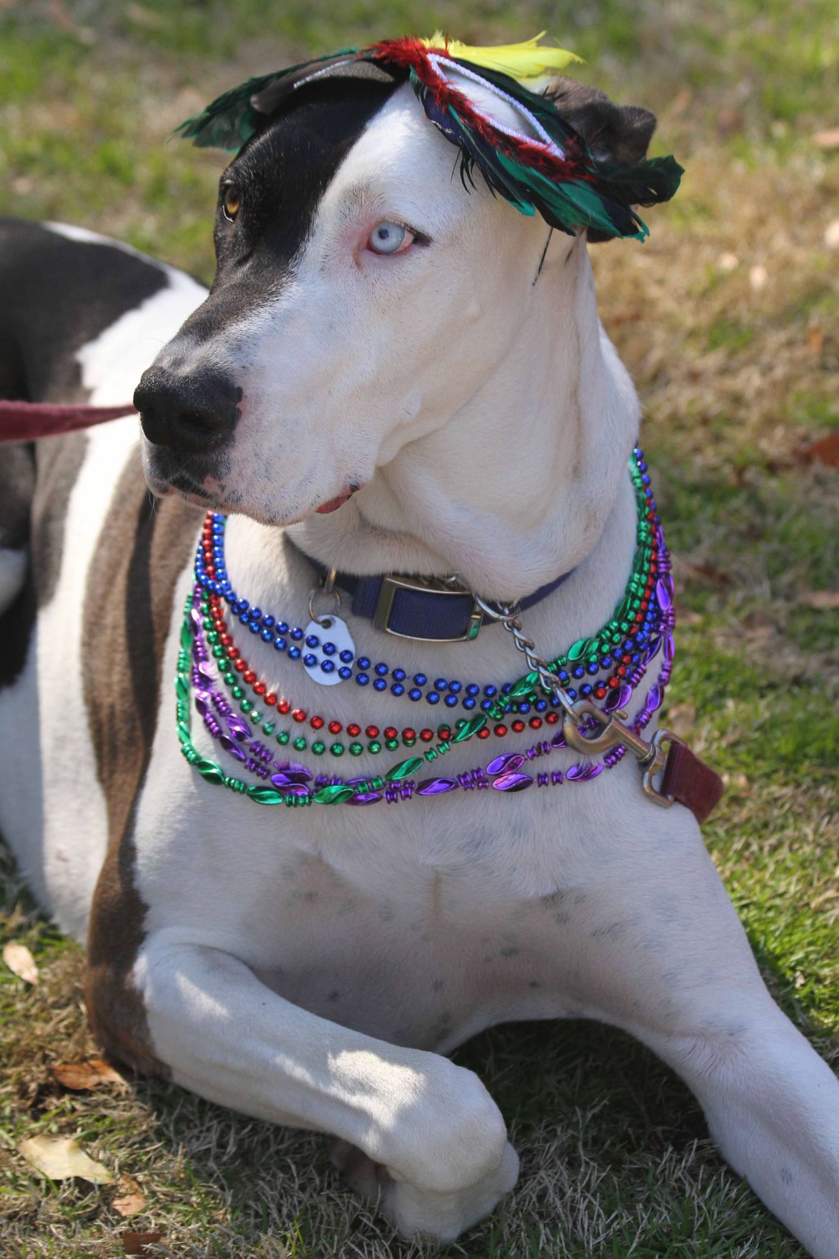 Mardi Gras Pawrade