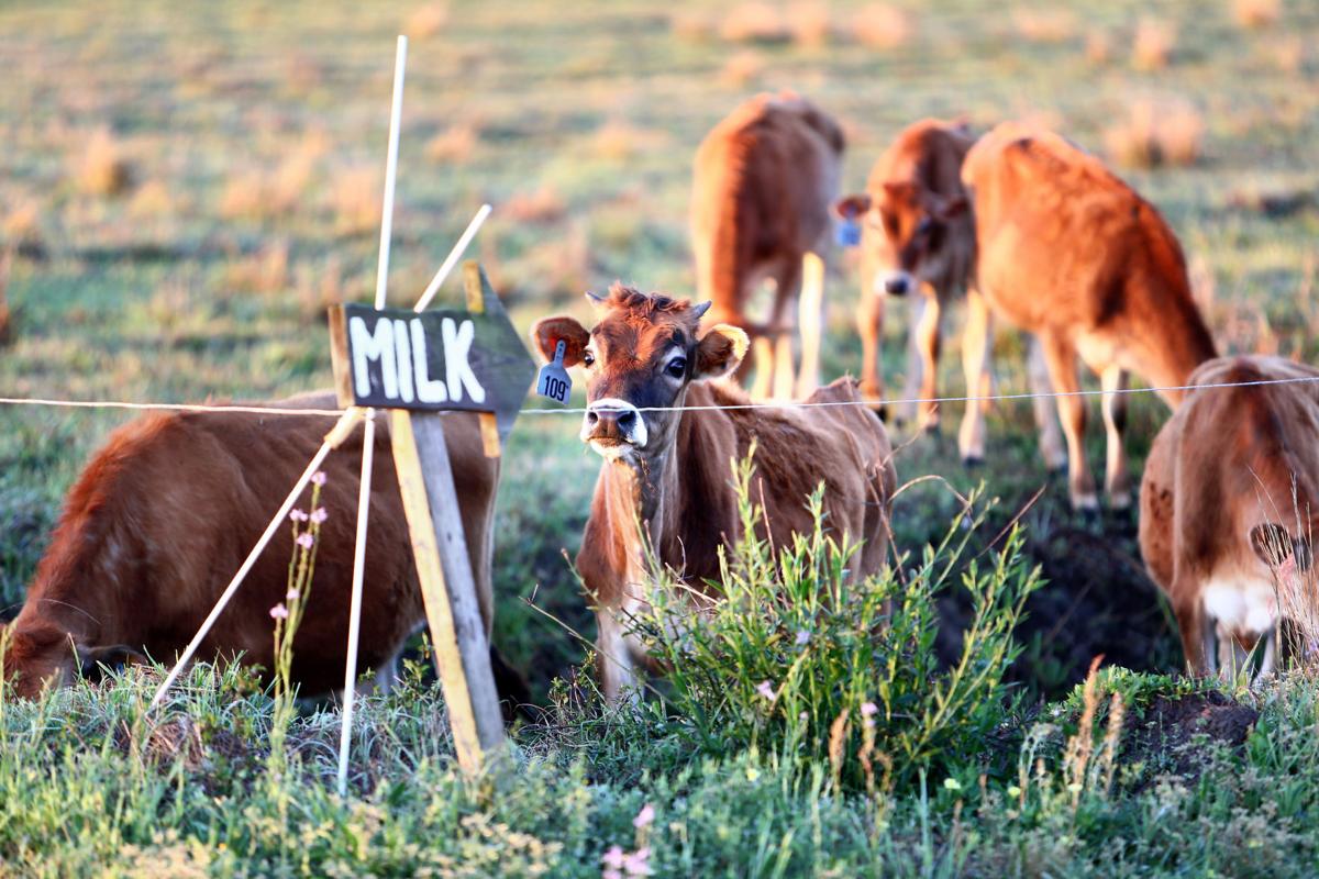 lede signstare raw milk