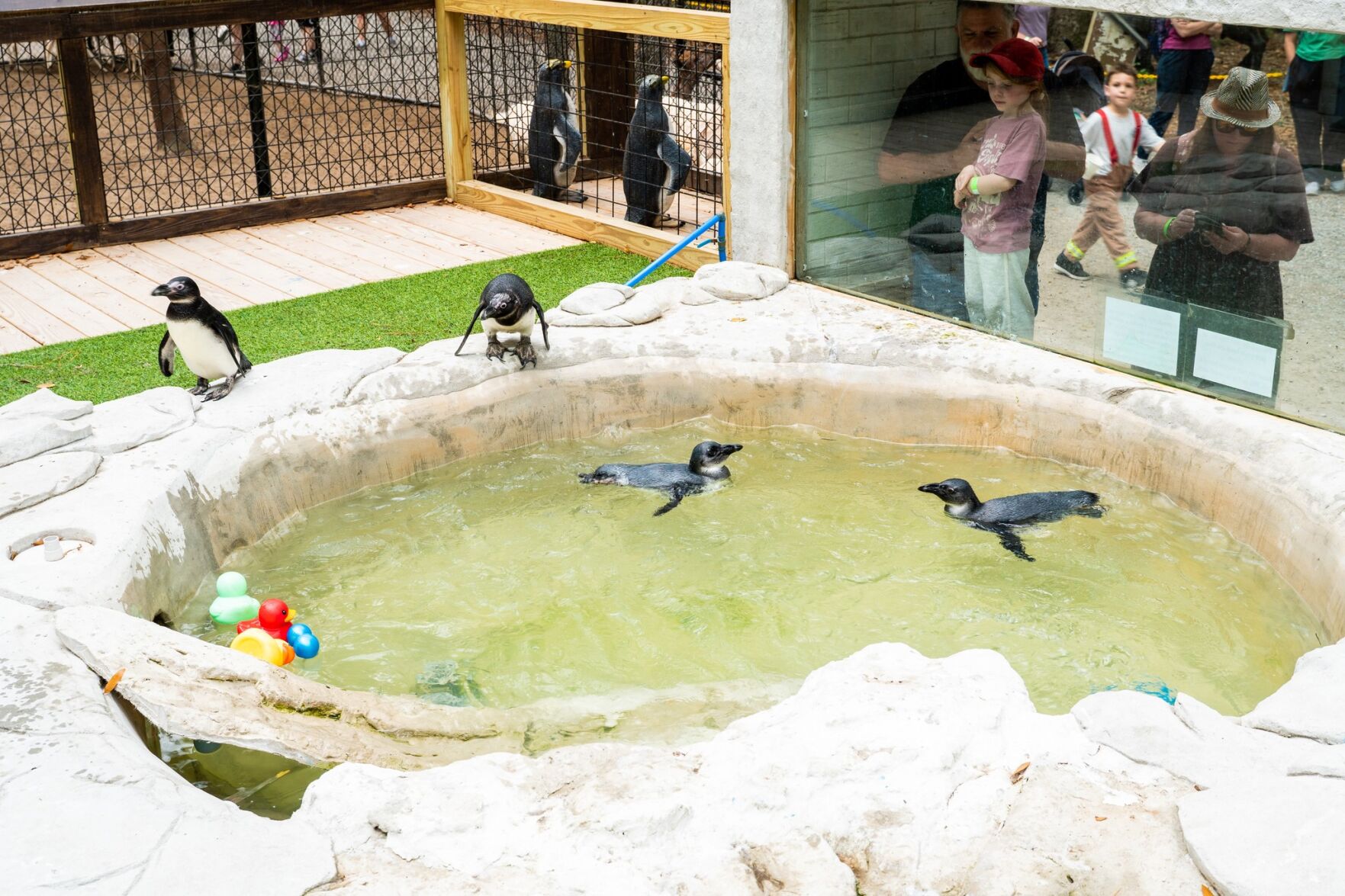 Bee City Zoo welcomes a new South African penguin to SC