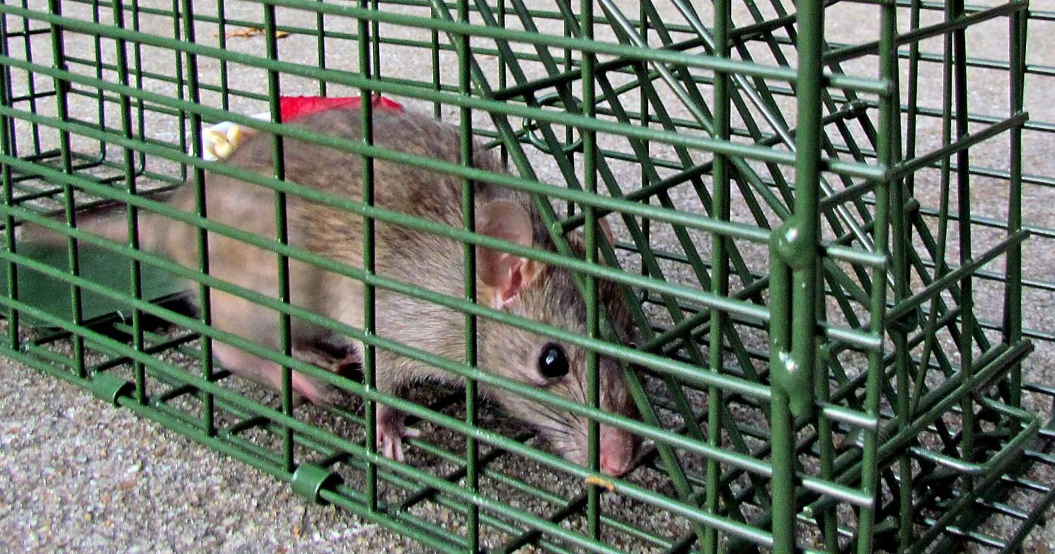 View from the past: Rat bounty offered with $5 weekly gold prize for most caught - Vimarsana News