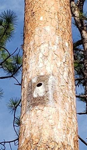 Homes for endangered red-cockaded woodpeckers are ready and waiting at Silver Bluff sanctuary 6 (copy)