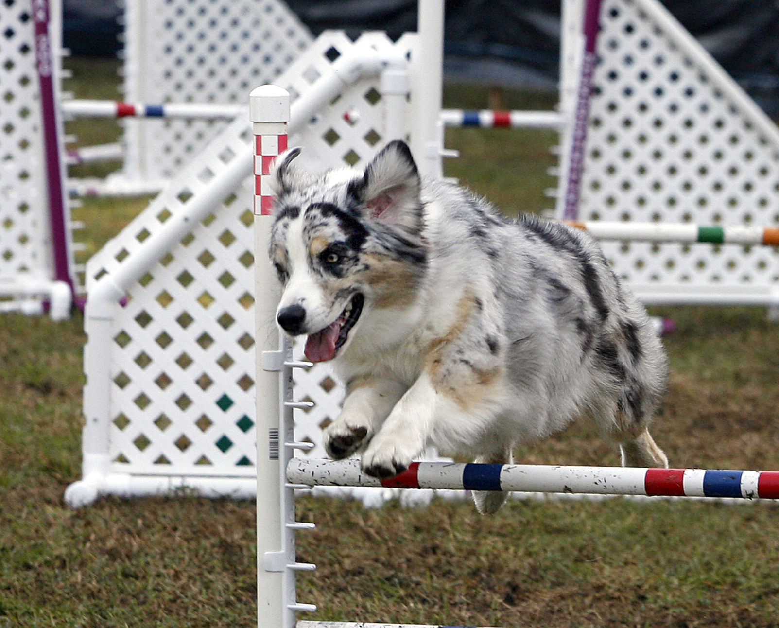akc dog agility