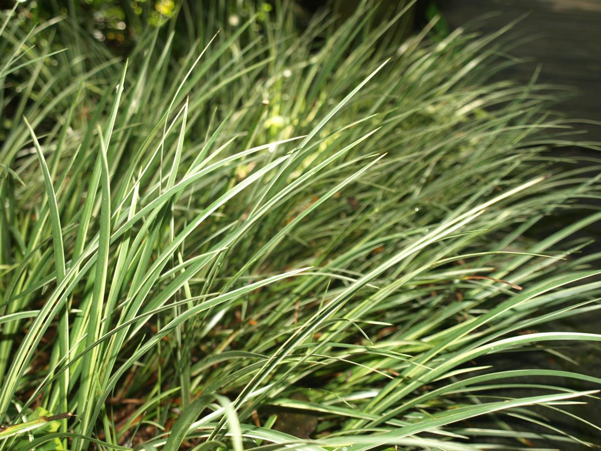 Plant Ornamental Grasses This Spring For Year Round Interest Home And Garden Postandcourier Com