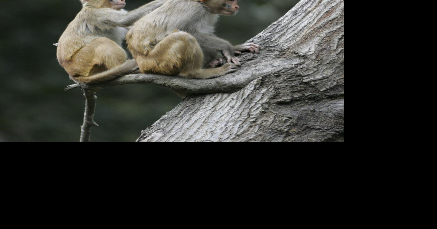 SC’s Monkey Island breeding operation comes under House committee scrutiny