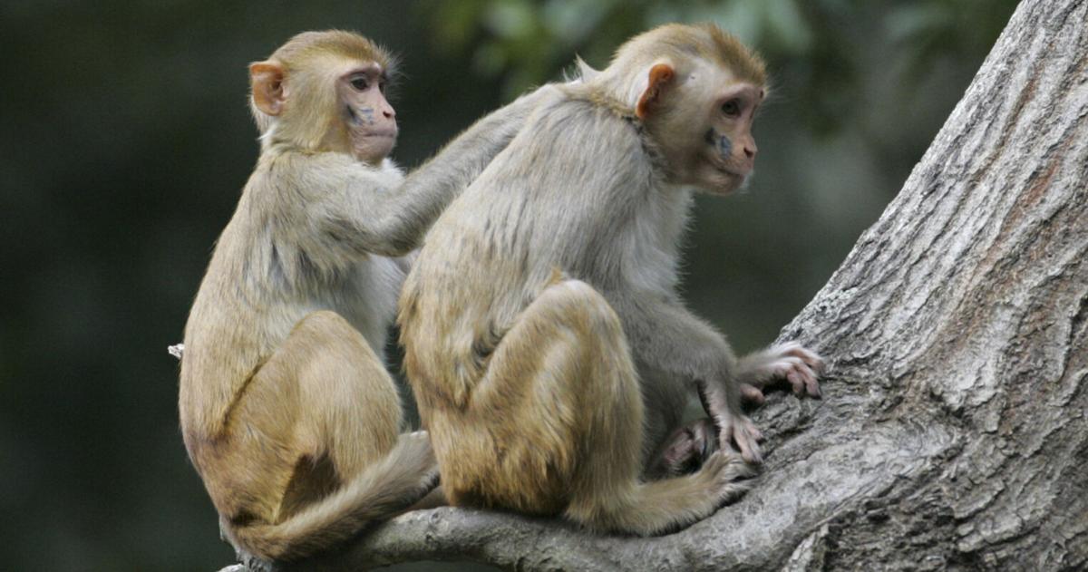 SC’s Monkey Island breeding operation comes under House committee scrutiny