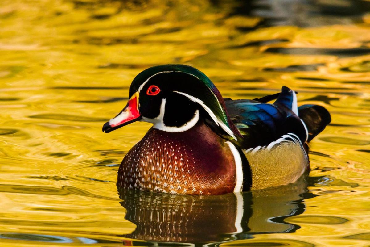 Reader photos: Lowcountry Waterfowl