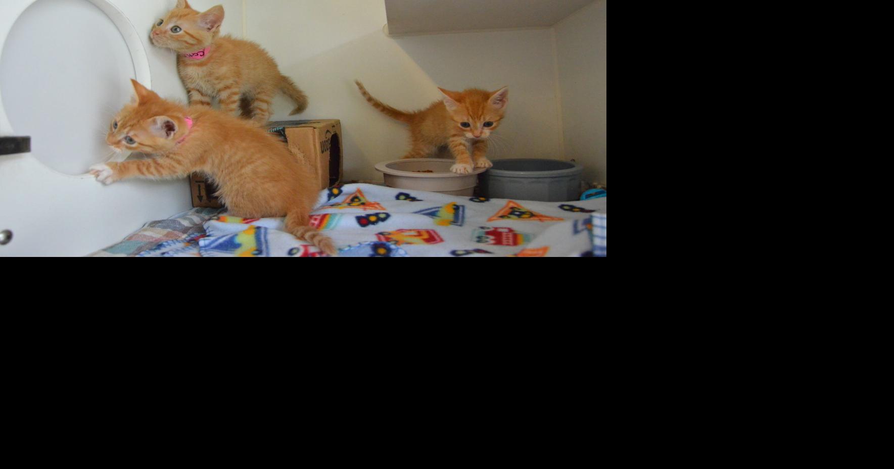 Aiken County Animal Shelter & SPCA Photo Galleries