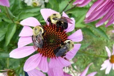 Honey bees on a flower (copy)