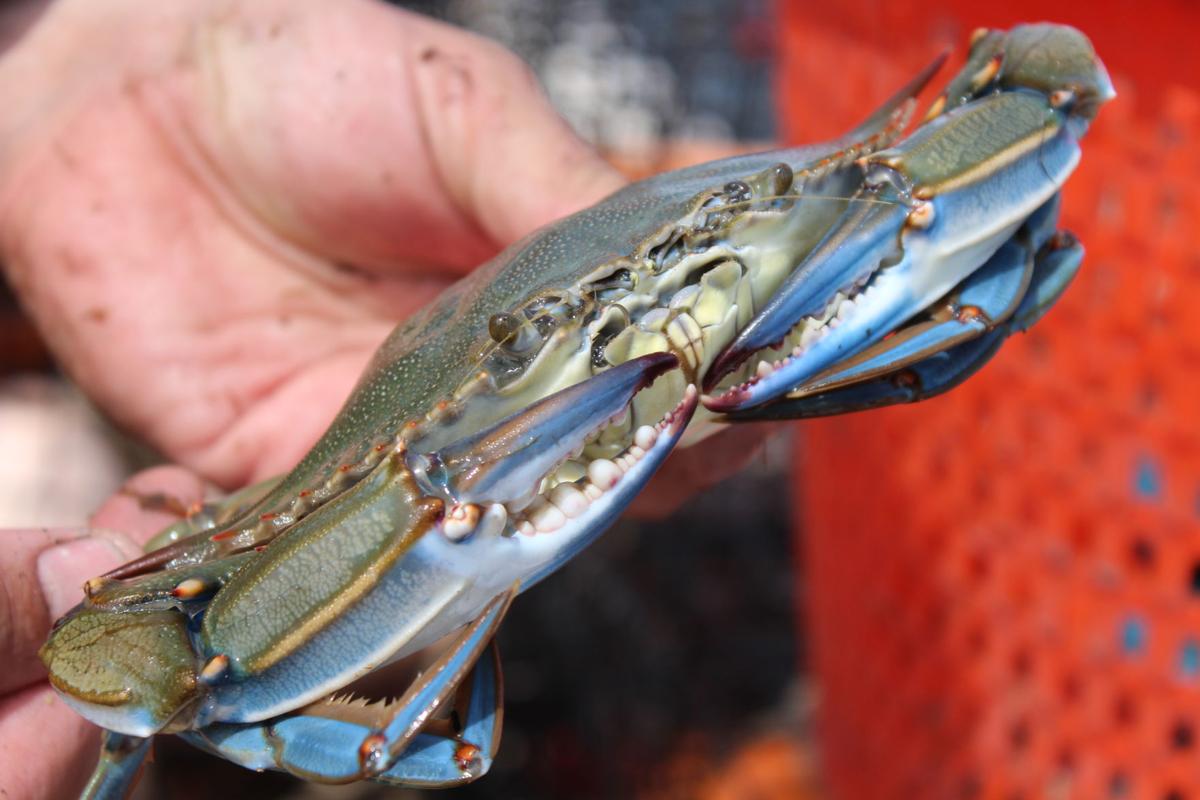 Softshell crab season is 'the start of all the good stuff' News