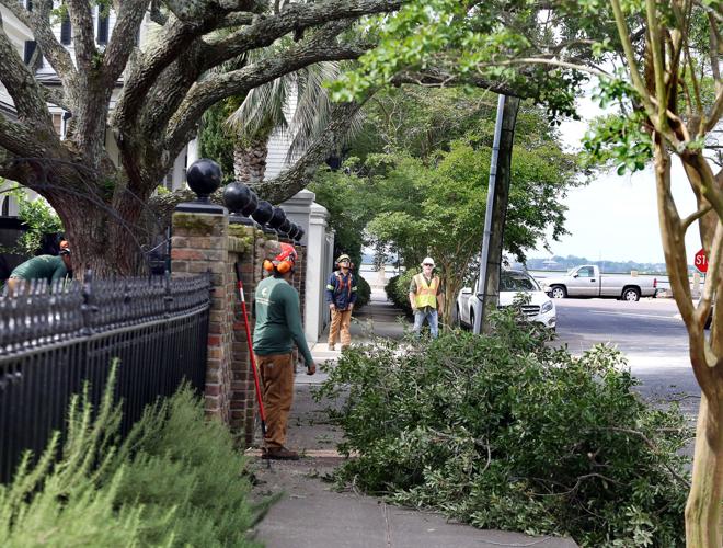 Dominion Tree New 'Stop Dominion' group faces tangled, bureaucratic challenges for ...