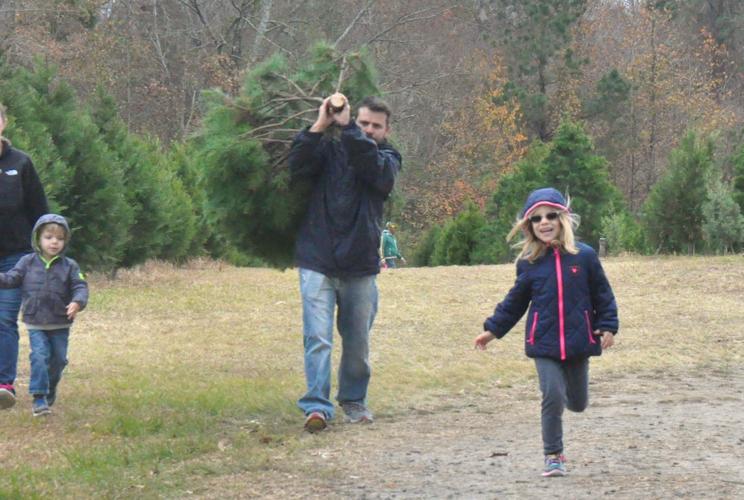 A Lebanon family tradition Christmas tree farm one of the last of its