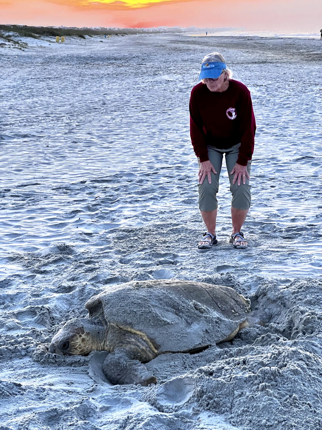 All About Those Turtles Loggerhead Nesting Season Starts Strong News Postandcourier Com