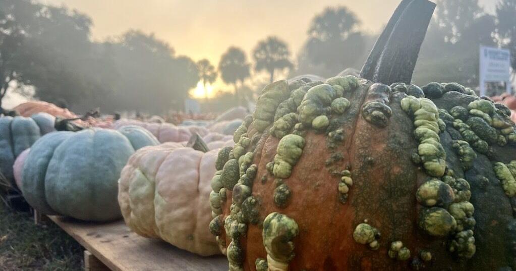 Pumpkin loss could reduce Mount Pleasant nonprofit donations