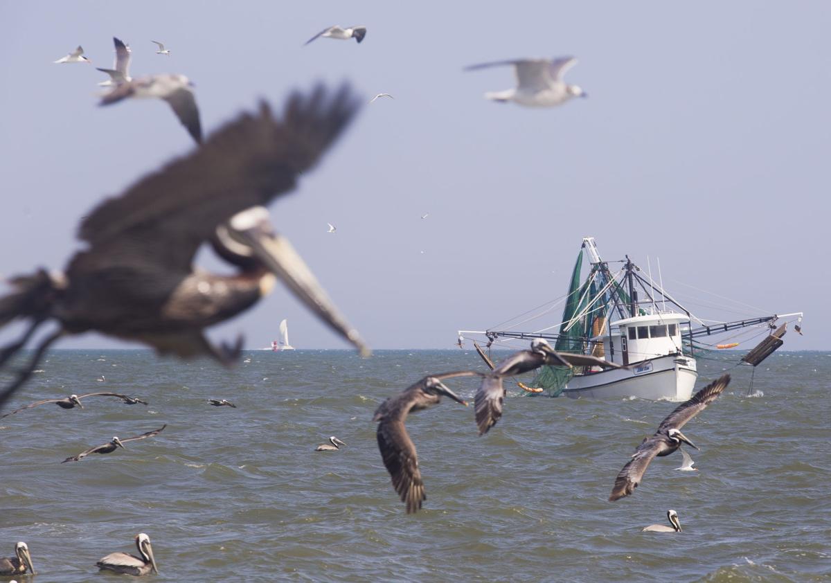 Photos Shrimp season opening day for South Carolina shores Photo