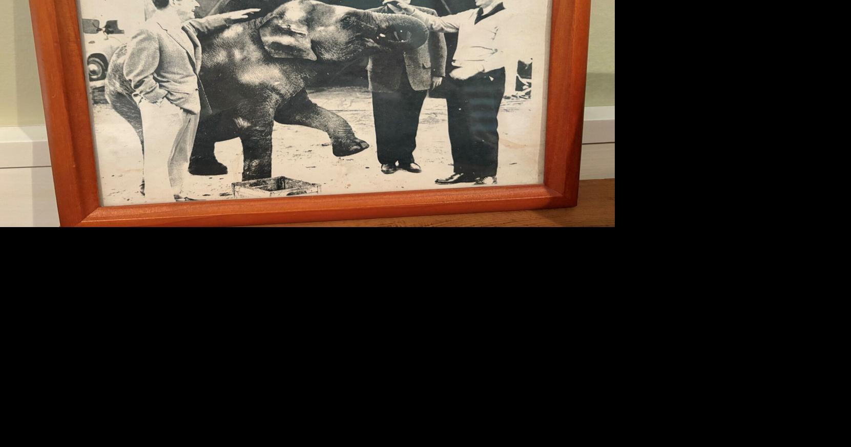 Das geheime Leben von Susie Q, einer Show-Elefantendame, nach ihrem ...