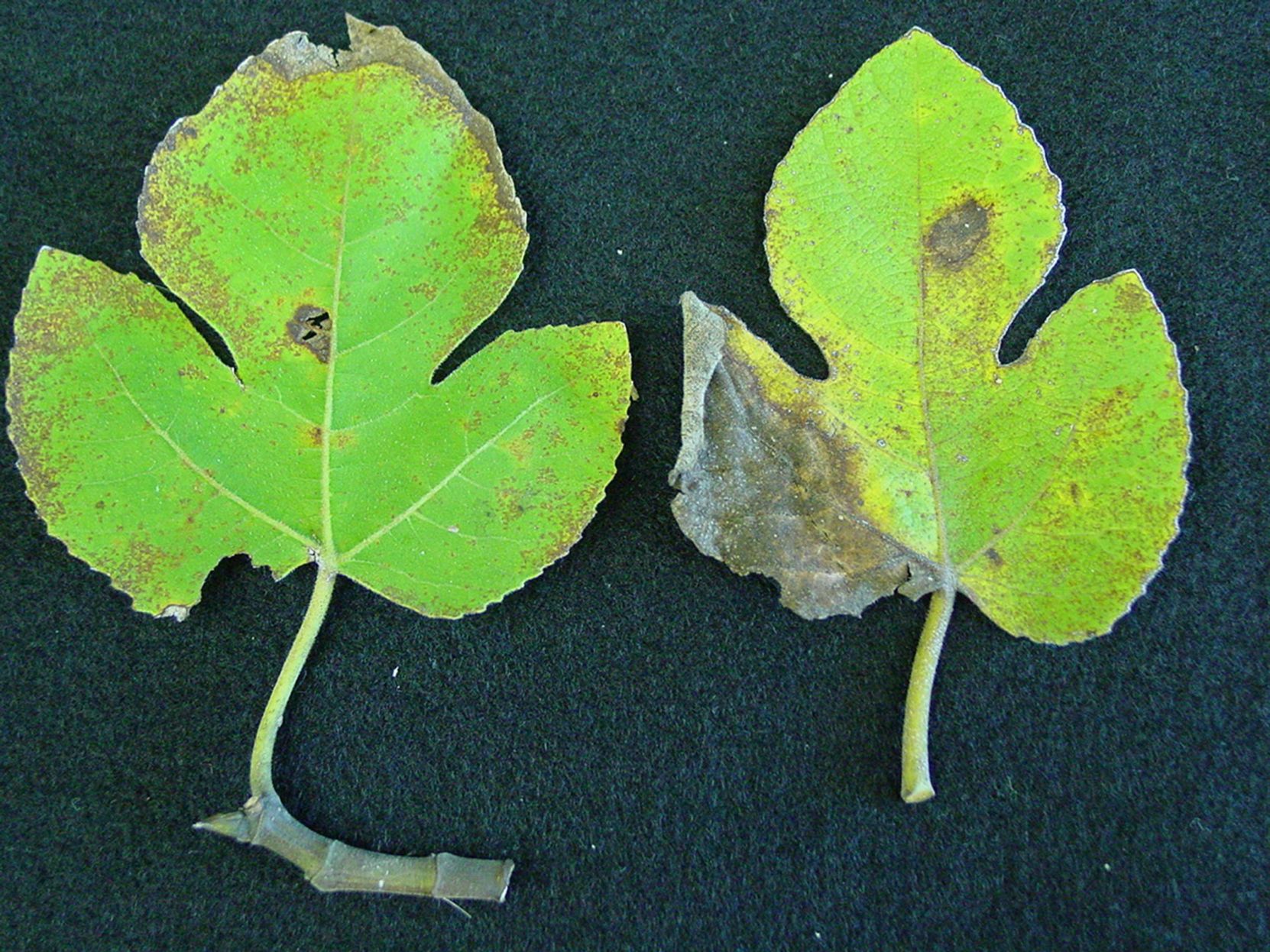 Fungus a sign of fall Fair skies ideal for Cercospora