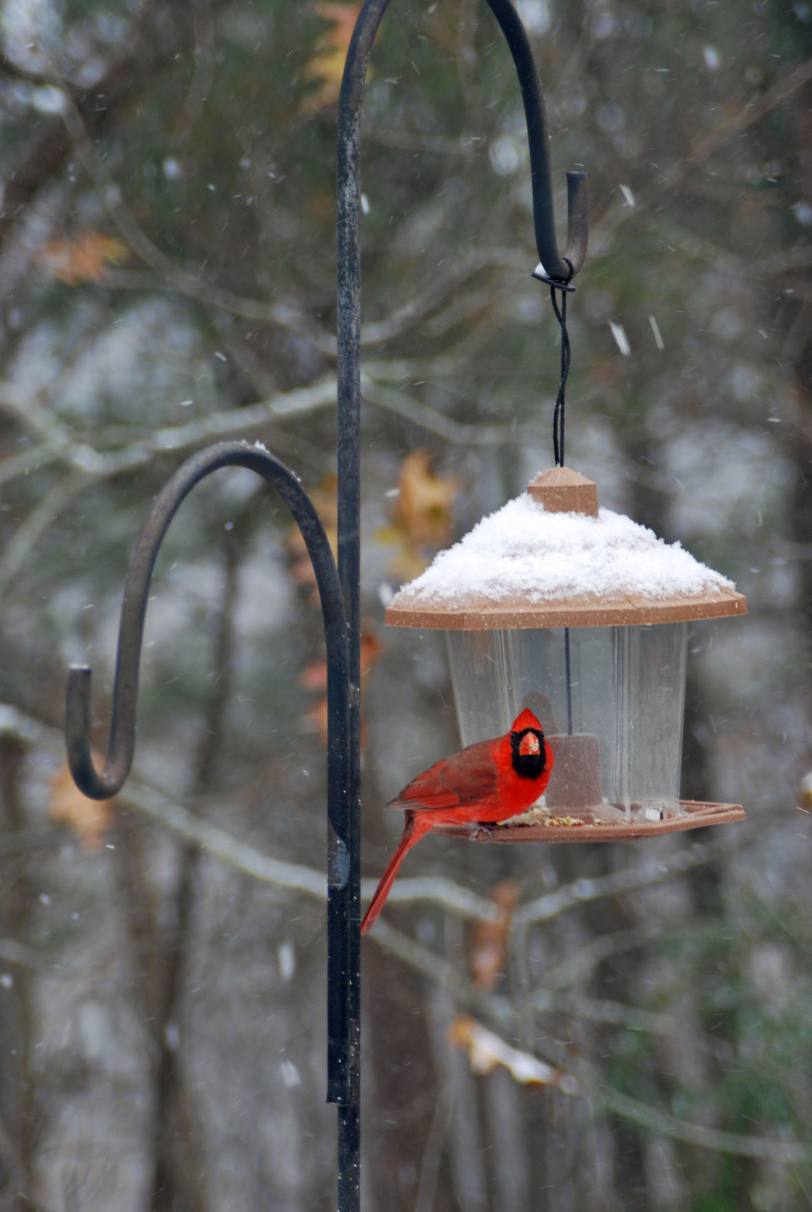 Maude-Johnson Birds.jpg