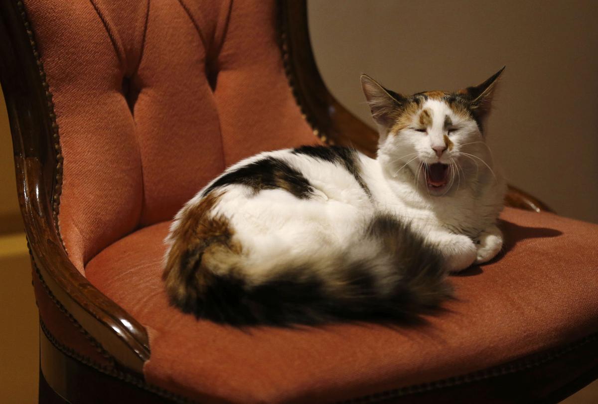 Pet Docs Not Yet Legal Anti Viral Medications Show Promise In