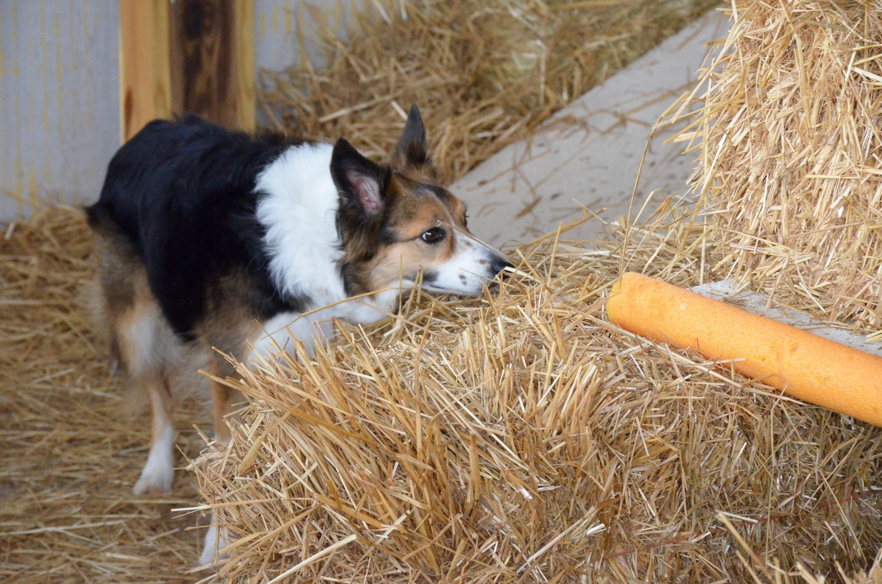 dog barn hunt near me