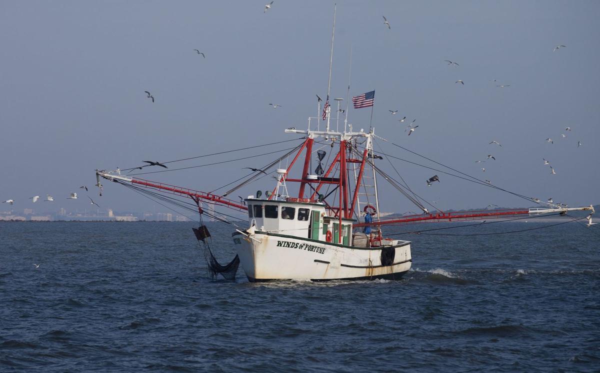 Shrimping on the Winds of Fortune
