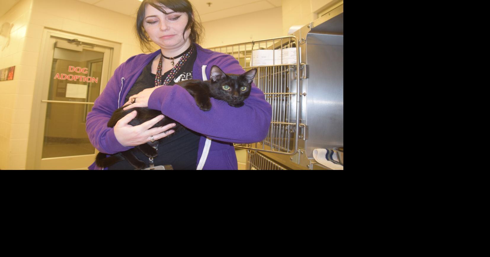 SPCA Albrecht Center in Aiken caring for cat evacuees from