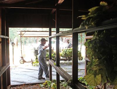 tobacco seedlings What is Hybrid Tobacco?