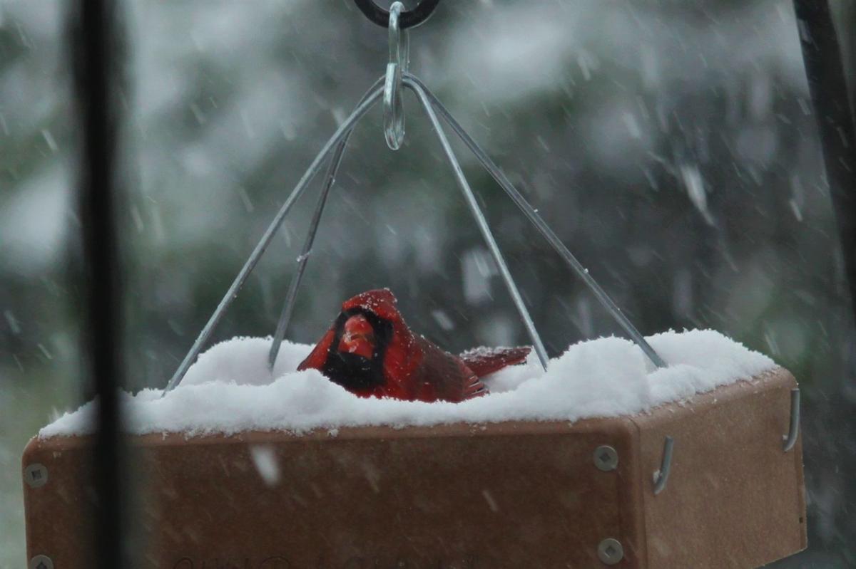 Michael-Pitstick Birds.jpg