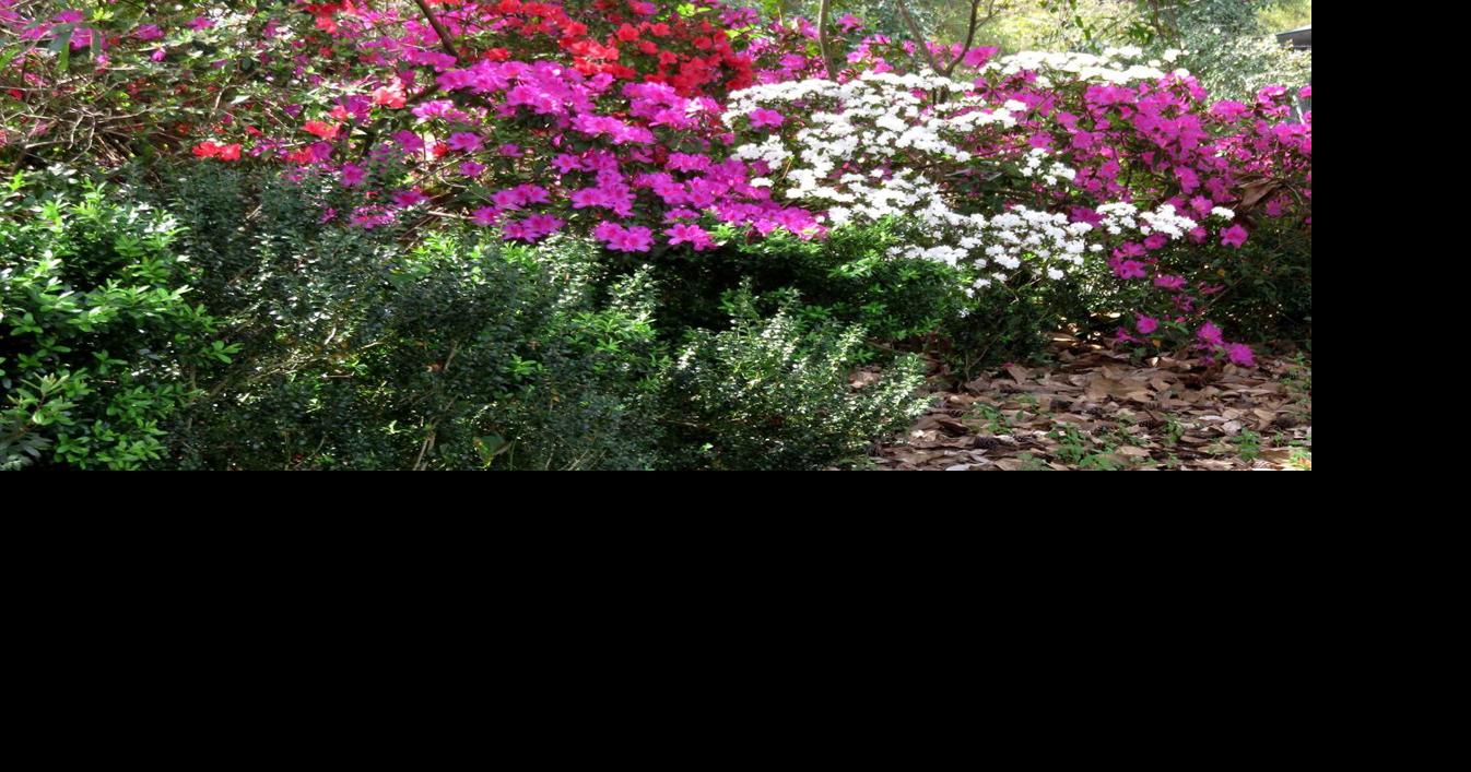 Lowcountry flora is not only pretty to see. It's good to eat, as well.