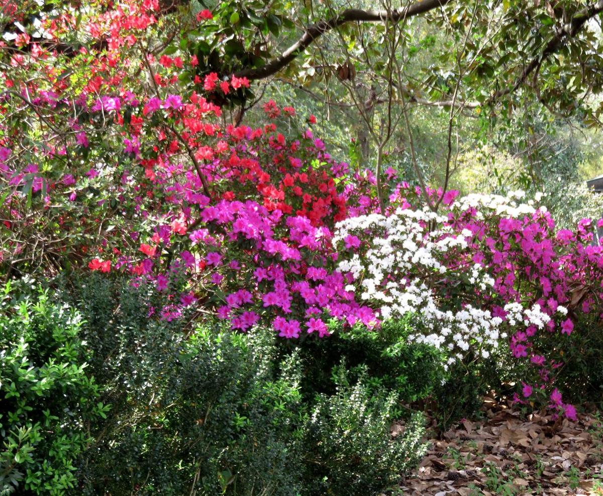 Lowcountry Flora Is Not Only Pretty To See Its Good To Eat As