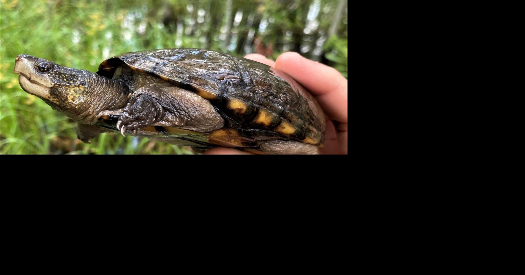 ECOVIEWS: How do turtles survive frozen lakes?