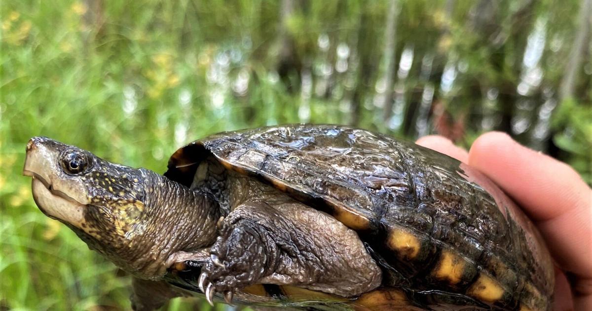 ECOVIEWS: How do turtles survive frozen lakes?