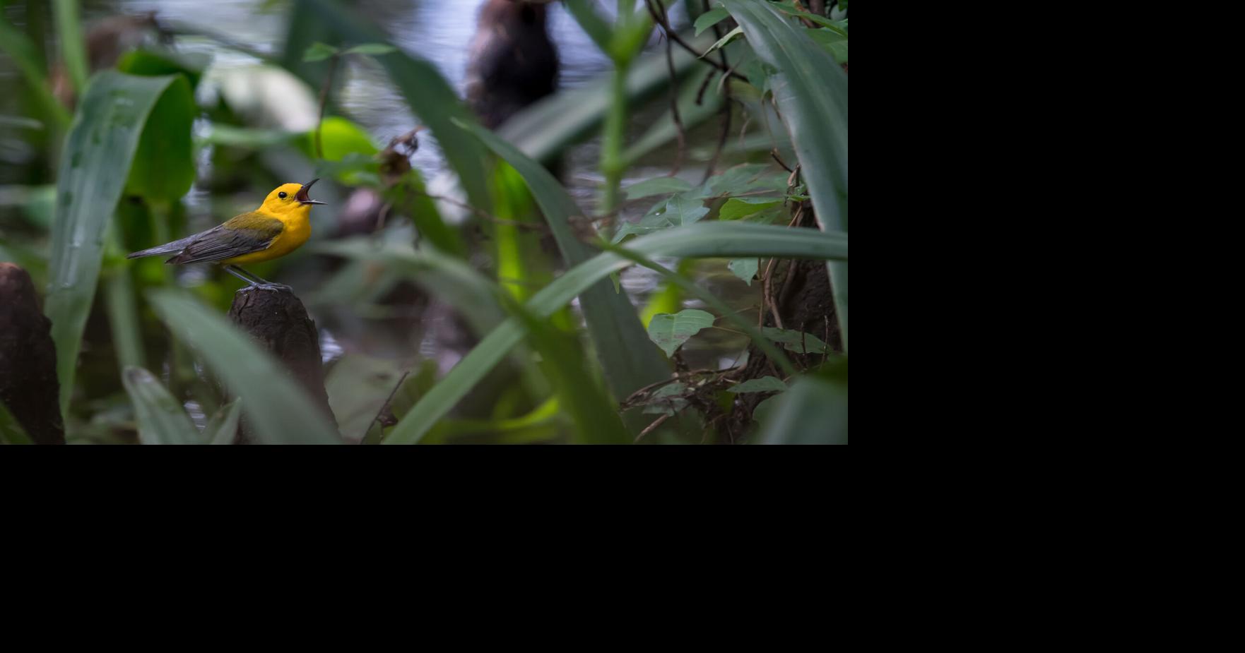 As SC pushes through record-setting dry spell, this small bird species also is feeling the pinch