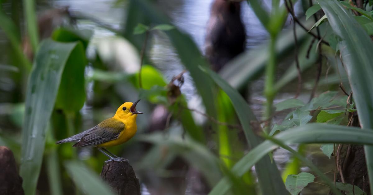 As SC pushes through record-setting dry spell, this small bird species also is feeling the pinch