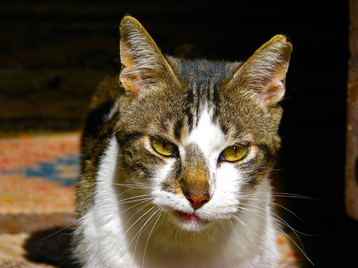 Feline Friends Charles.jpg