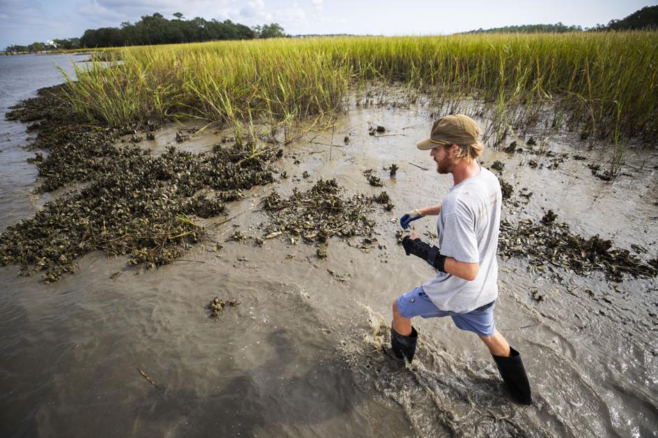 SC's fall oyster season begins Saturday with 5,000 acres of beds ready