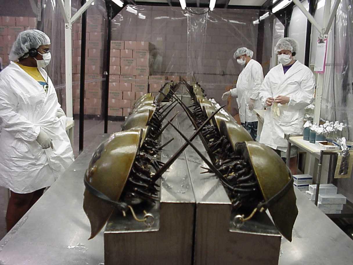 Horseshoe crab harvest, threatened red knot at odds Archives