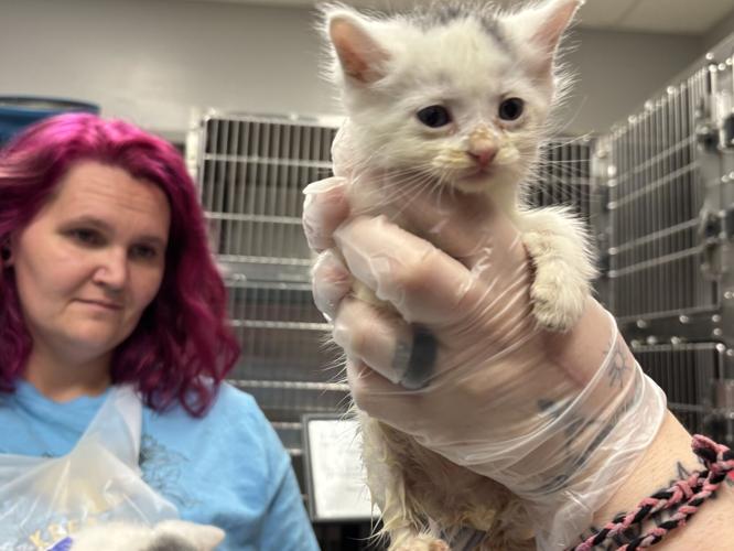 new-greenville-animal-welfare-laws-may-grant-shelter-relief