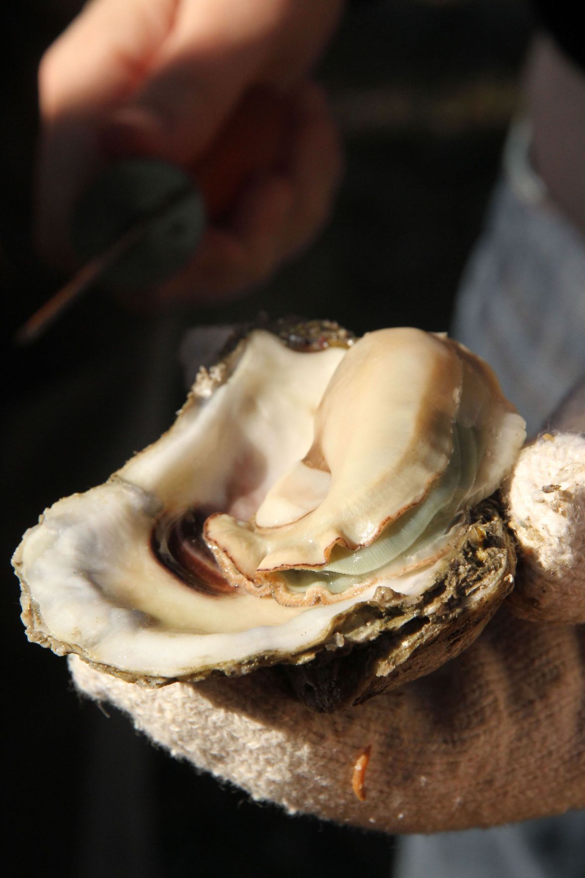 Charleston Museum birthday oyster roast