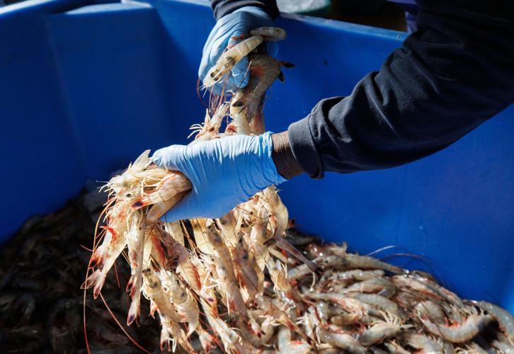 South Carolina shrimp plagued by black gill disease | Rising Waters ...