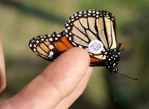 Endangered monarch butterflies found breeding in SC | News ...