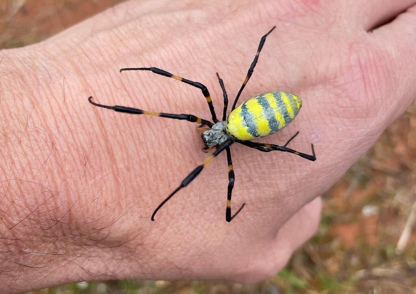 Large Asian Joro Spiders Are Starting To Populate Across SC, Other ...