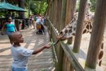 Orangutans, lions feature in Columbia's Riverbanks Zoo ambitious $80M growth plan