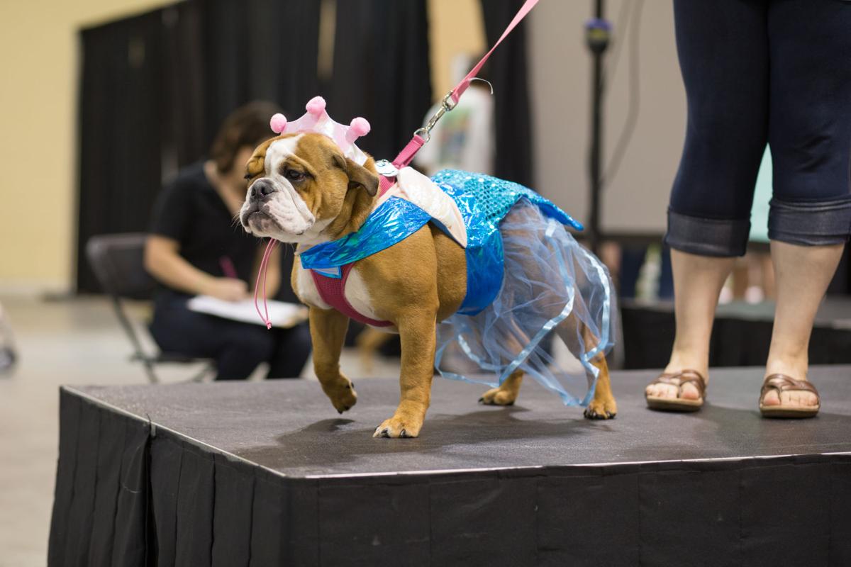 Lowcountry Paws Pet Expo is coming! Pets