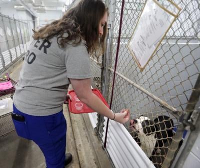 Dorchester County Animal Shelter Finishes 2020 With High Adoptions And Fostering News Postandcourier Com