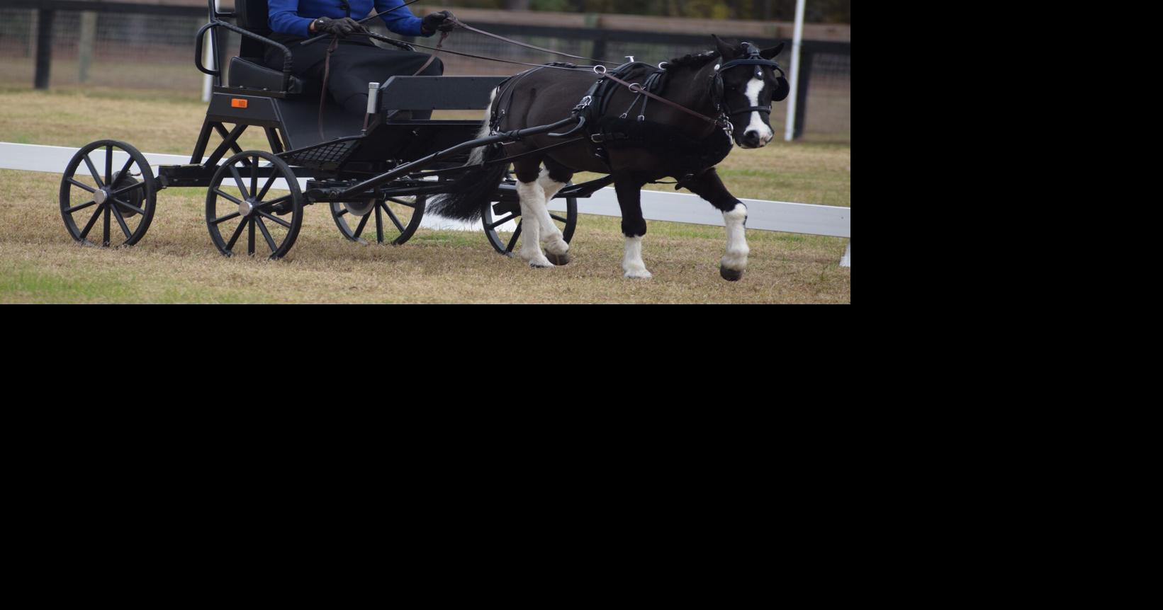 Carriage Driving Art And Craft