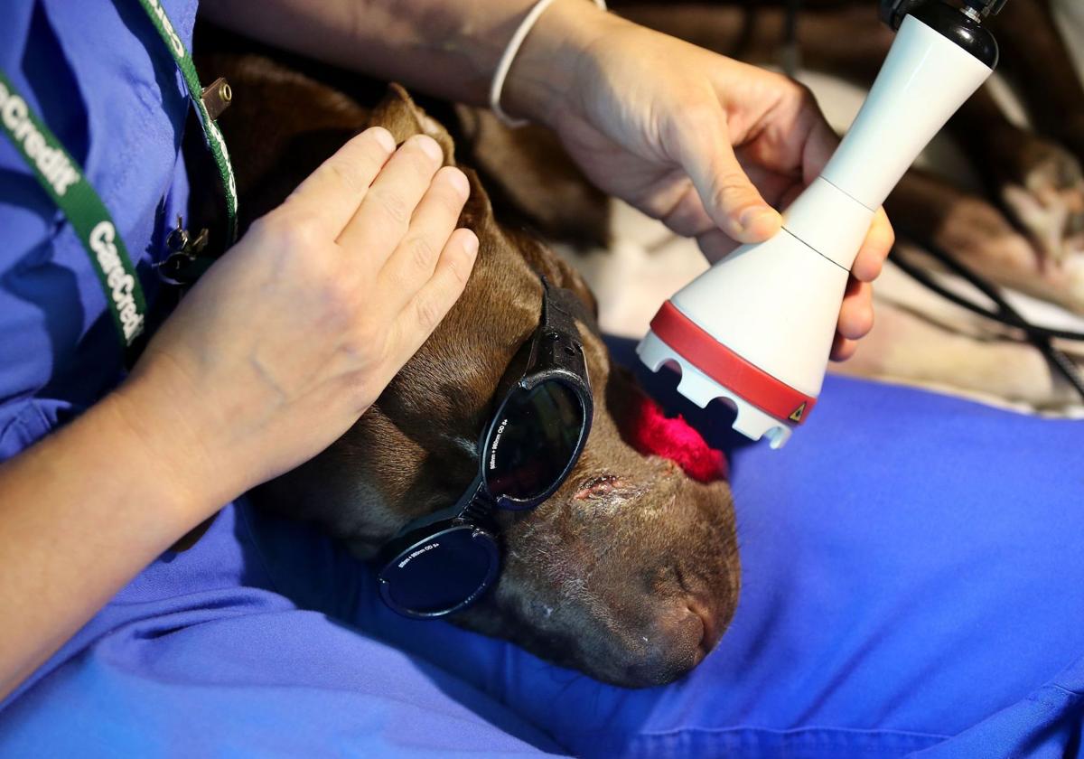 Caitlyn recovering at vet clinic