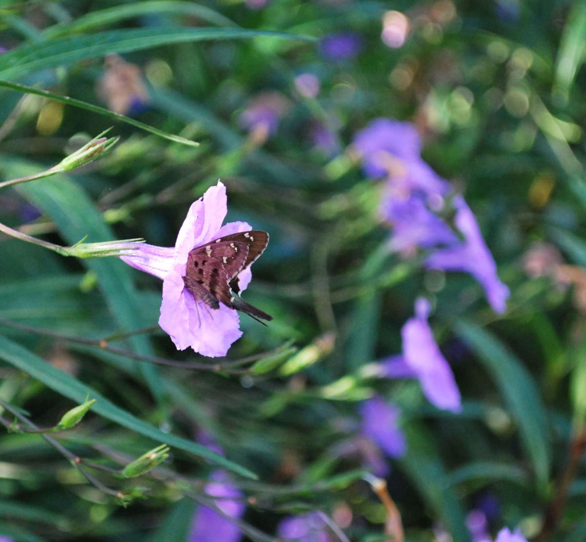 Maude-Johnson Butterfly.jpg