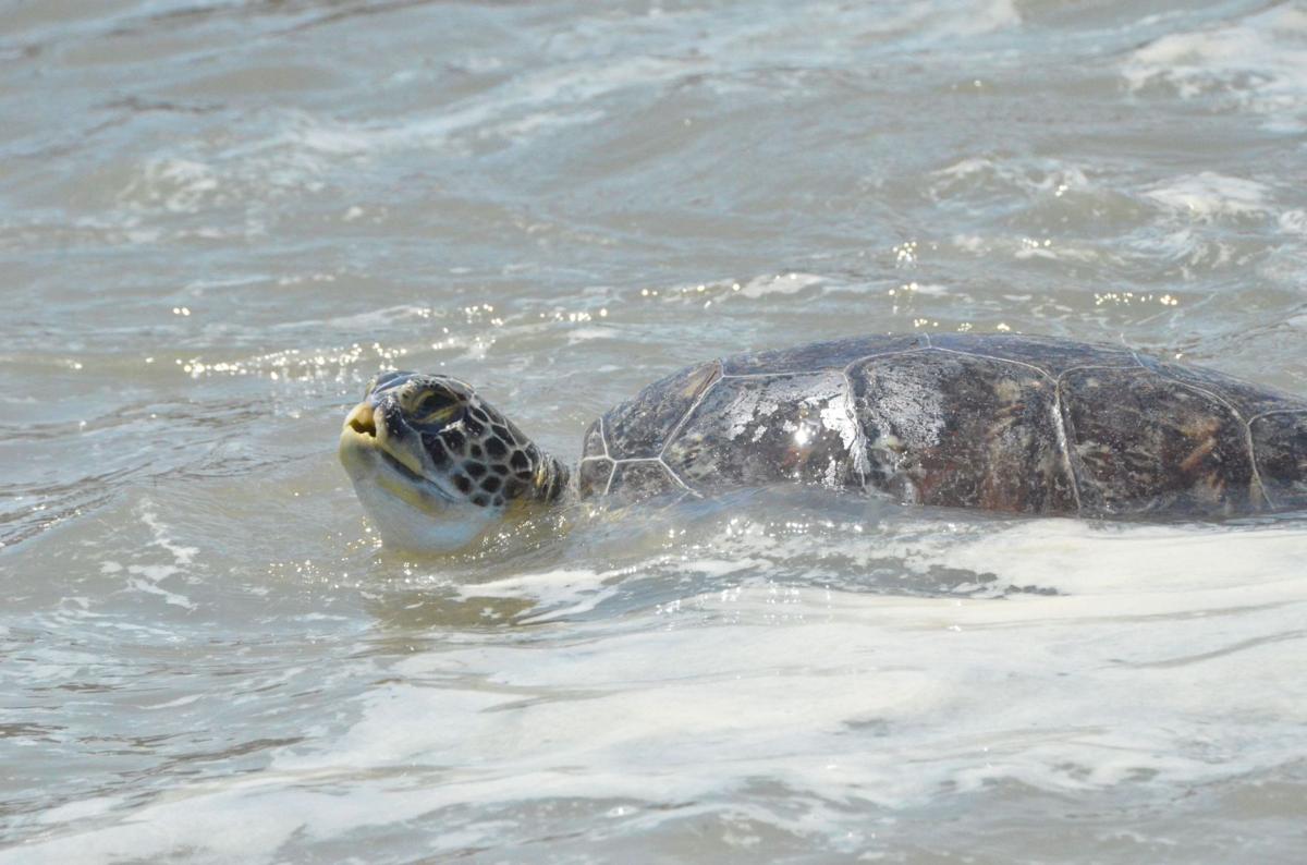SC Aquarium releases six rehabbed sea turtles